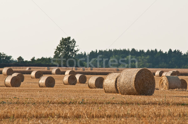 rolling haystack on farmer field Stock photo © tarczas