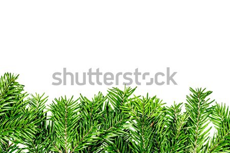 Groene tak kerstboom witte natuur ontwerp Stockfoto © tarczas