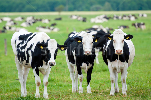 Nyáj tehenek testtartás fű természet tehén Stock fotó © tarczas