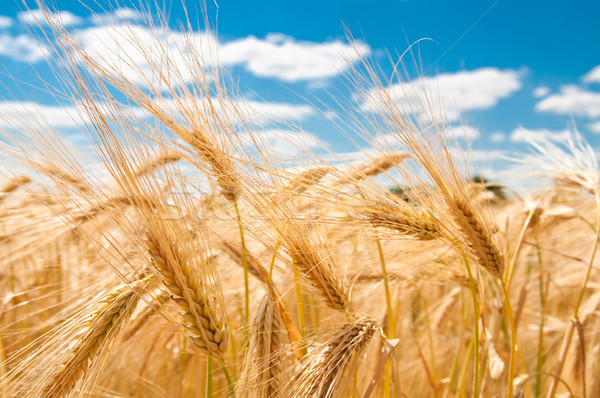 золото пшеницы солнце пейзаж красоту облаке Сток-фото © tarczas