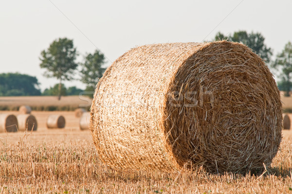 rolling haystack on farmer field Stock photo © tarczas