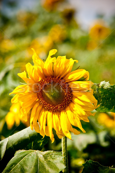 sunflower on wild field closeup Stock photo © tarczas