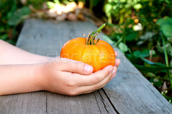 kid hands, holding huge yellow tomato Stock photo © TarikVision