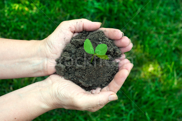 plant in the women hands Stock photo © TarikVision