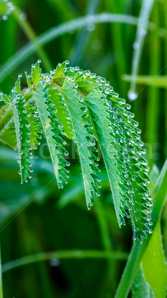 Ochtend dauw groen blad druppels natuur blad Stockfoto © TasiPas