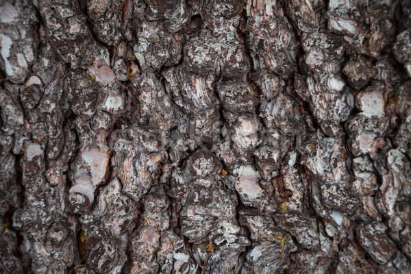 Kiefer Rinde Textur Baum Stock foto © TasiPas