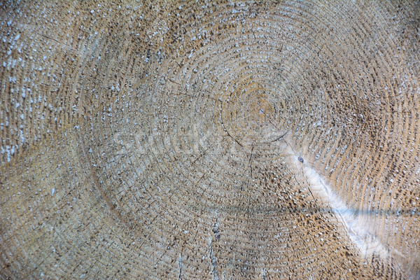 Madera árbol madera textura textura de madera vetas de la madera Foto stock © TasiPas