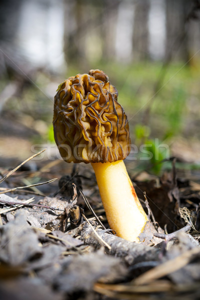 Black morel edible mushroom  Stock photo © TasiPas