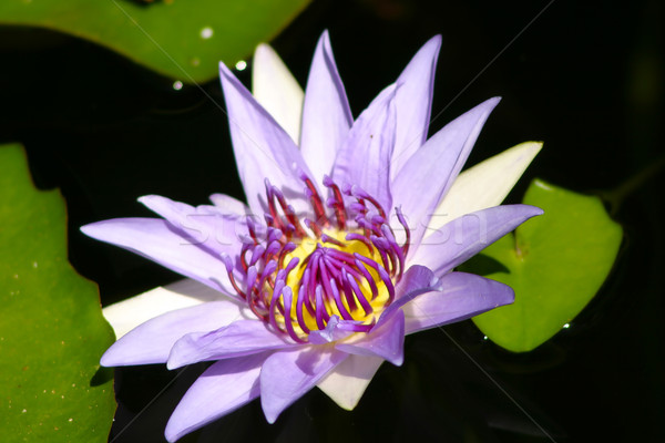 Beautiful purple waterlily flower in a pond. Stock photo © TasiPas