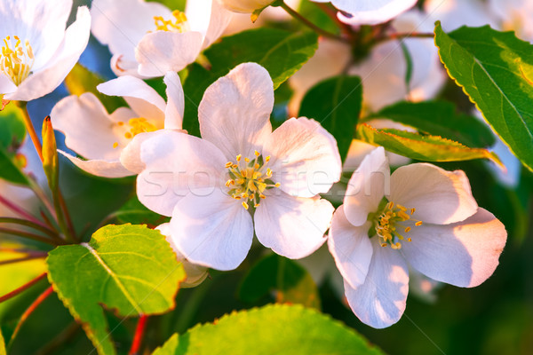 Fehér almafa virágok citromsárga gyönyörű tavaszi virágok Stock fotó © TasiPas