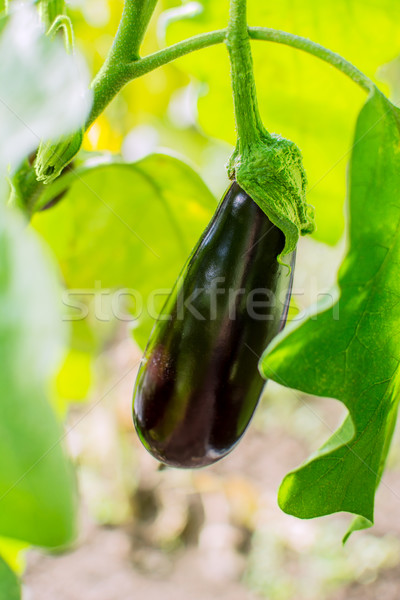 Berinjela crescente jardim cultivado legumes frescos vegetal Foto stock © TasiPas