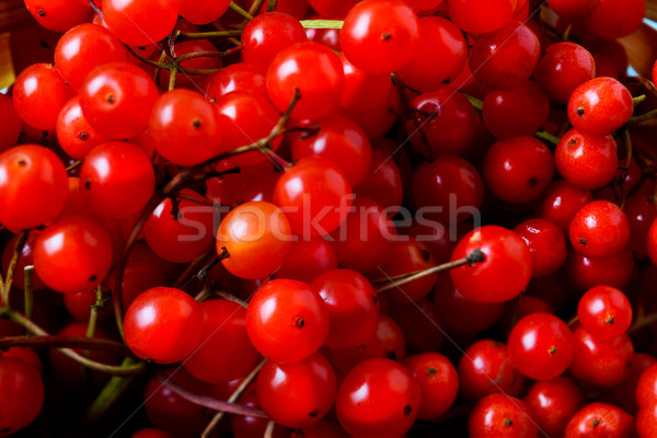 Red viburnum berries selective focus Stock photo © TasiPas
