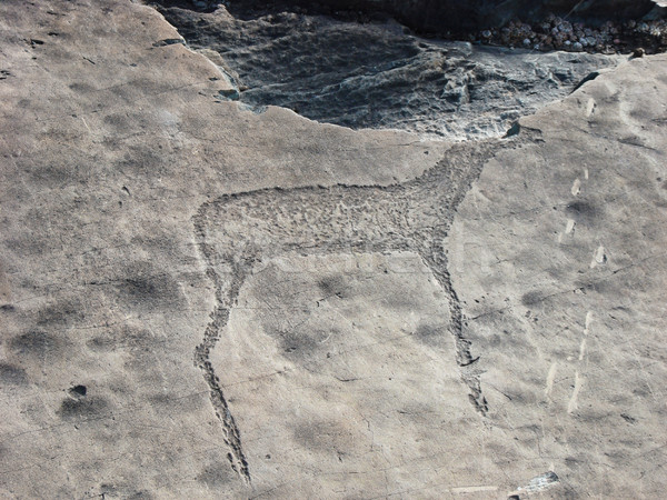Stone with wild animal petroglyph Stock photo © TasiPas