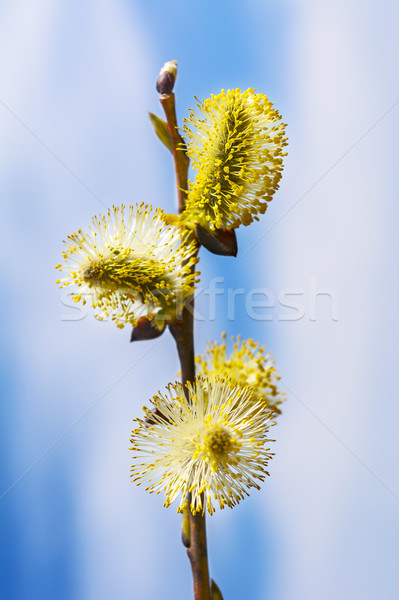 Jaune saule très tôt printemps floraison [[stock_photo]] © TasiPas