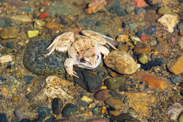 Stock photo: Wood frog sitting on stony bottom of river