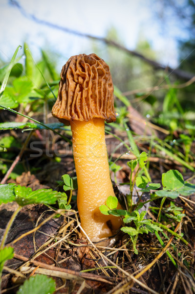 Black morel edible forest mushroom  Stock photo © TasiPas