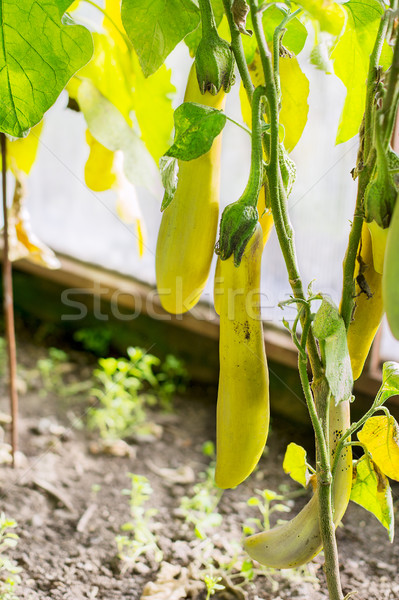 Foto stock: Berinjela · crescente · jardim · cultivado · legumes · frescos · vegetal