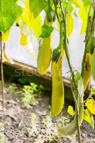 Vanata crestere grădină cultivat legume proaspete legume Imagine de stoc © TasiPas