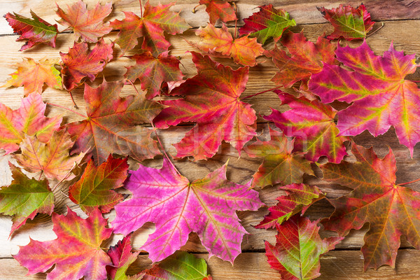 Colorful fall maple leaves background Stock photo © TasiPas