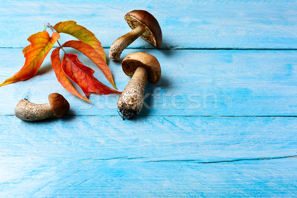 Fall background with forest picking mushrooms and fall leaves Stock photo © TasiPas