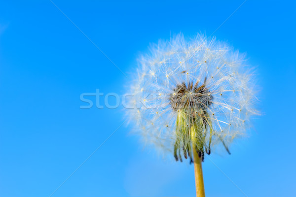 Păpădie cap seminţe Blue Sky vară luncă Imagine de stoc © TasiPas