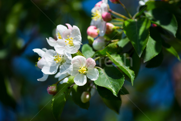 Printemps pomme fleurs mise au point sélective pommier verger de pommiers [[stock_photo]] © TasiPas