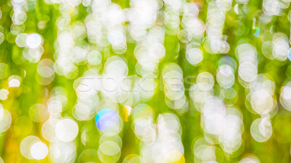 Sonne Strahlen Gras verschwommen bokeh natürlichen Stock foto © TasiPas