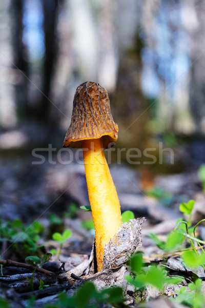 Fekete ehető vad gomba növekvő erdő Stock fotó © TasiPas