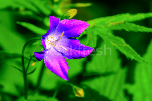 Campanula in summer wildflower field selective focus Stock photo © TasiPas