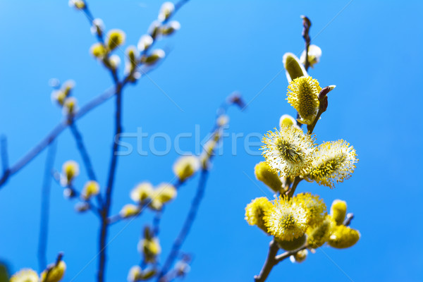 Fluffy sprig of blossomed willow  Stock photo © TasiPas