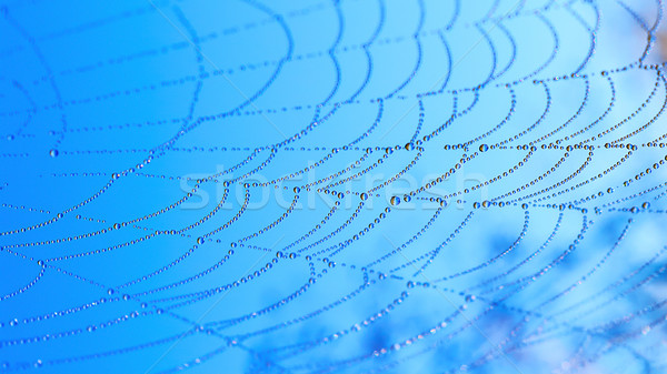 Picături de apă panza de paianjen Blue Sky dimineaţă roua picături Imagine de stoc © TasiPas