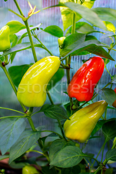 Red and green bell pepper growing in garden Stock photo © TasiPas