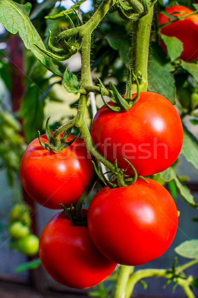 Pomidory rozwój ogród uprawiany świeże warzywa warzyw Zdjęcia stock © TasiPas