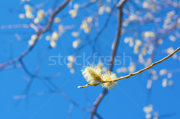 Virágzó fűzfa faág korai tavasz virágzó Stock fotó © TasiPas