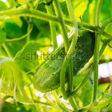 Komkommer groeiend tuin bewerkt verse groenten plantaardige Stockfoto © TasiPas