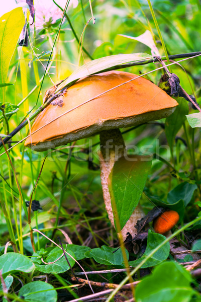 Forest picking mushrooms in the green grass Stock photo © TasiPas