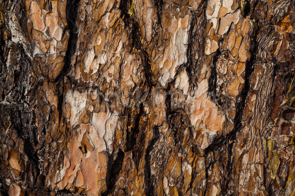 Rood pine schors textuur boom abstract Stockfoto © TasiPas