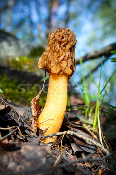 Black morel forest mushroom  Stock photo © TasiPas
