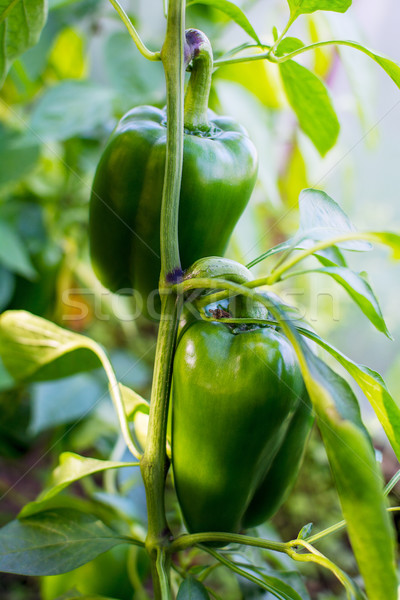 érett paprika növekvő kert megművelt friss zöldségek Stock fotó © TasiPas