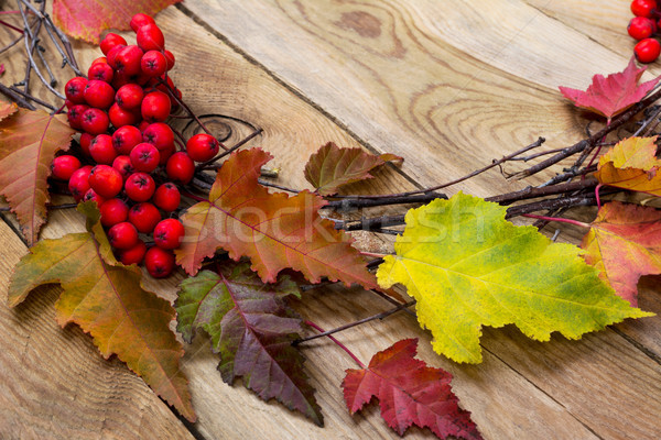 Thanksgiving background with leaves and ripe berries, close up Stock photo © TasiPas