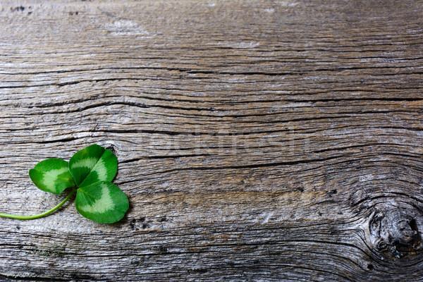 St. Patrick day greeting card with three-leaves clover Irish fes Stock photo © TasiPas