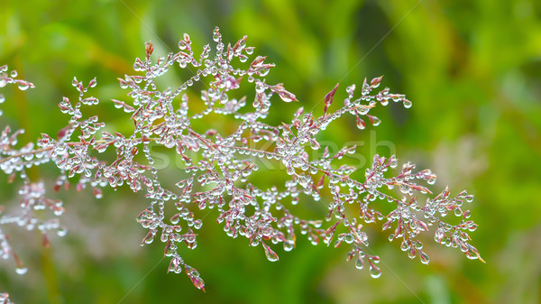 Dimineaţă roua roşu iarbă picături natură Imagine de stoc © TasiPas