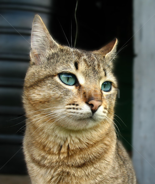 Chat pensive yeux bleus portrait chaton belle [[stock_photo]] © tatiana3337