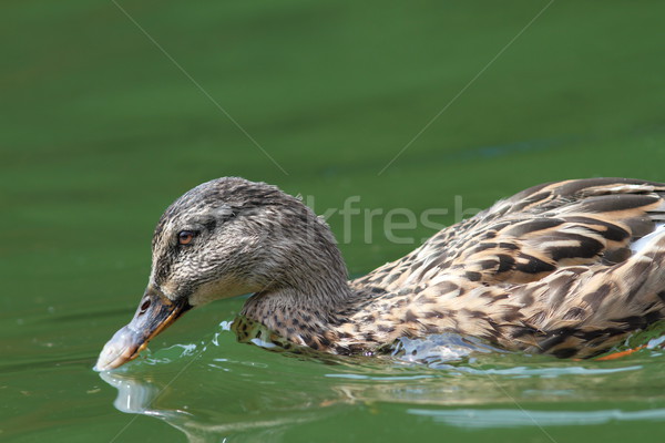 closeup of mallard duck searching food Stock photo © taviphoto