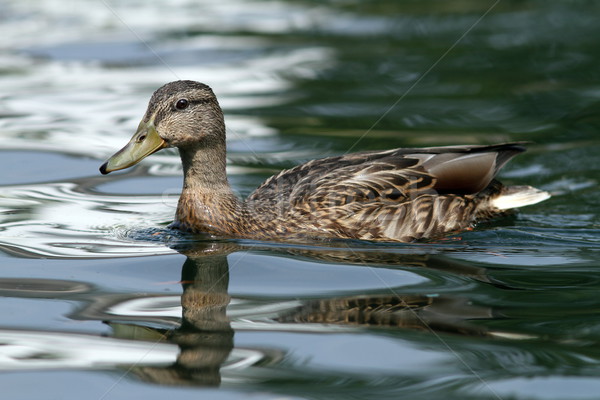 female mallard duck on water Stock photo © taviphoto