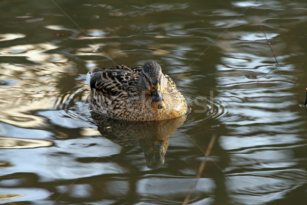 female mallard duck on water Stock photo © taviphoto