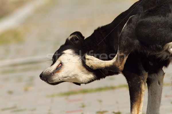 Câine negru piele singur animal singuratic Imagine de stoc © taviphoto