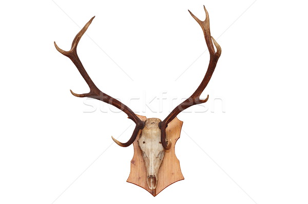 isolated skull of a red deer Stock photo © taviphoto