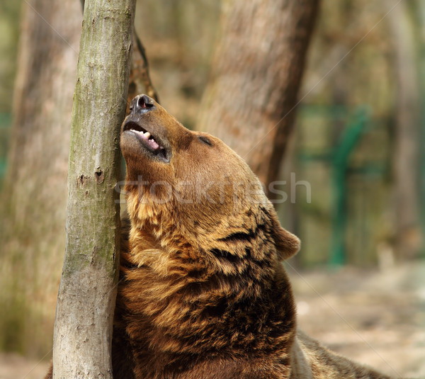 brown bear near tree trunk Stock photo © taviphoto
