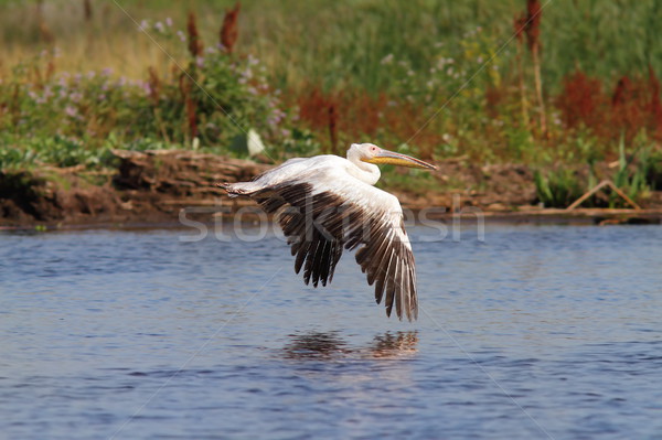 great pelican flying over marshes Stock photo © taviphoto